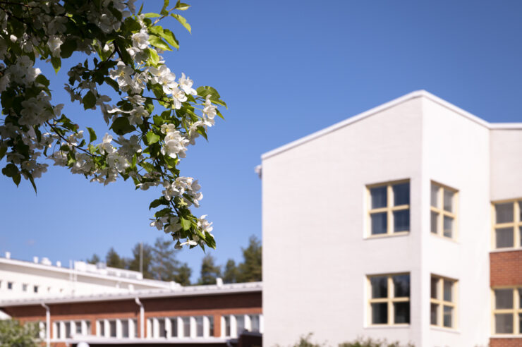 Kirsikkapuu kukkii Lapin yliopiston edustalla.