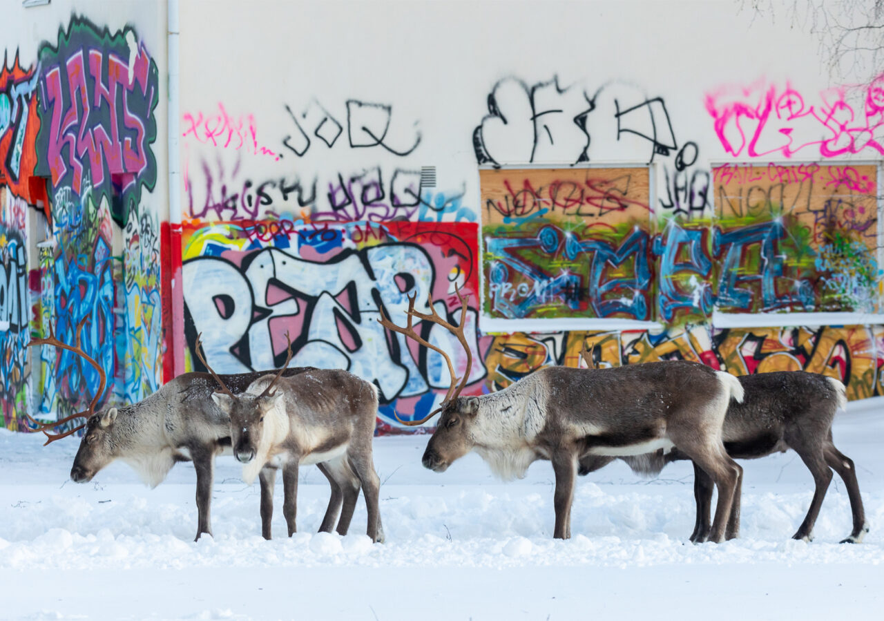 Poroja graffittiseinän edessä