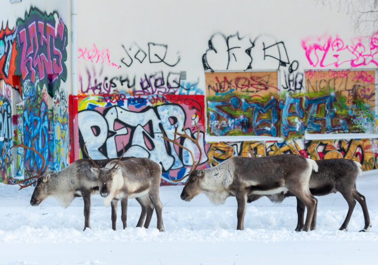 Poroja graffittiseinän edessä