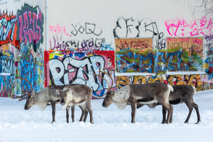 Poroja talvella graffittiseinän edessä.